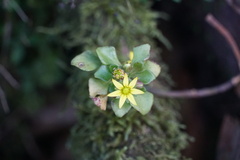Aichryson pachycaulon, photograph (c) Connor Connolly-Moyls, some rights reserved (CC BY)