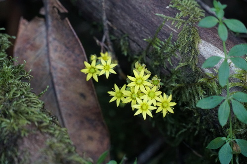 Aichryson pachycaulon, photograph 4