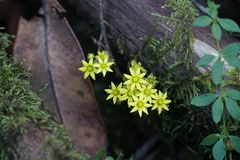 Aichryson pachycaulon, photograph (c) Connor Connolly-Moyls, some rights reserved (CC BY)
