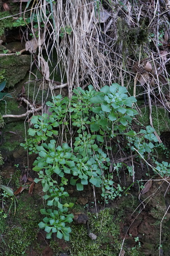 Aichryson pachycaulon, photograph 1