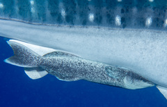 Shark Sucker photo 2