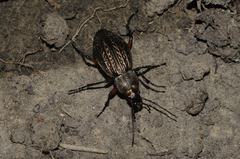 Carabus cancellatus