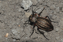 Carabus cancellatus
