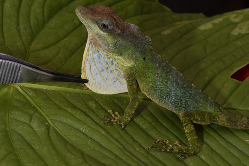 San Juan River Anole, Anolis mirus