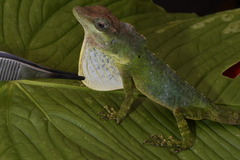 San Juan River Anole photo 2