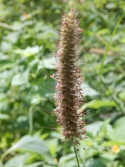 Setaria macrostachya