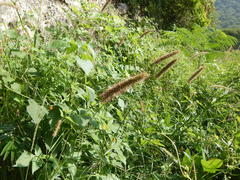 Setaria macrostachya