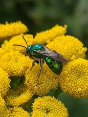 Augochloropsis viridula
