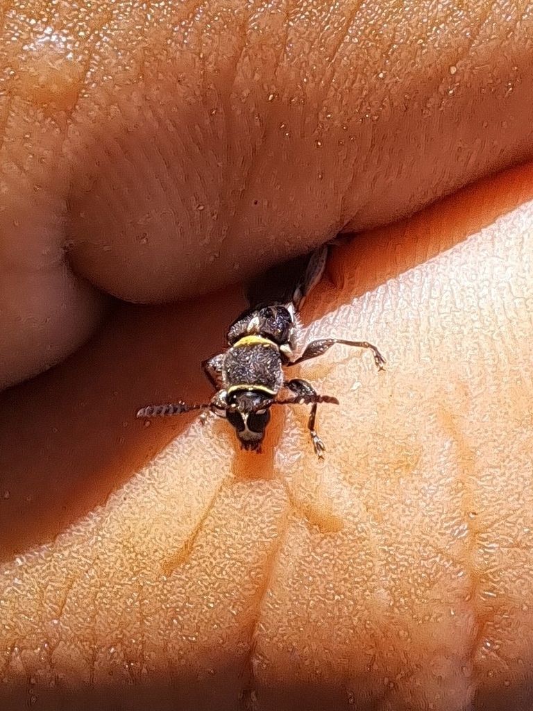 Tomopterus exilis