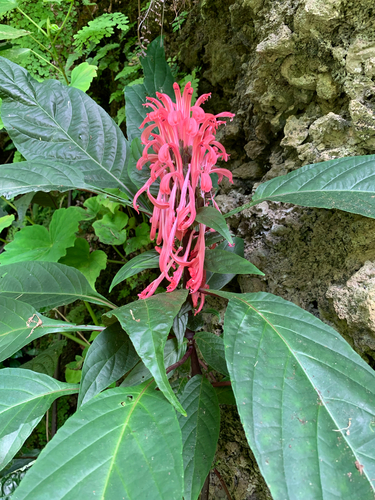 Justicia carnea observed 2019-07-18