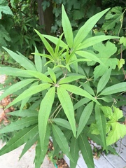 Vitex agnus-castus