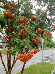 Sorbus aucuparia