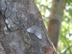 Hamadryas glauconome