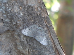 Hamadryas glauconome