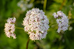 Valeriana officinalis