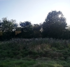 Heracleum mantegazzianum