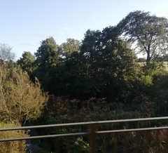 Heracleum mantegazzianum