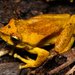 Whirring Tree Frog - Photo (c) teejaybee, some rights reserved (CC BY-NC-ND)