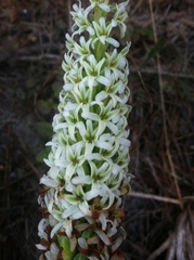 Platanthera elegans elegans