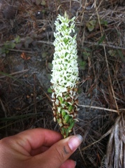 Platanthera elegans elegans