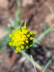 Lasiosiphon sericocephalus