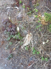 Platanthera elegans elegans