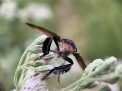 Galactomyia