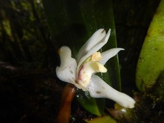 Maxillaria grayi