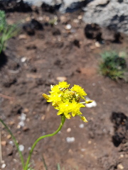 Bulbine capitata