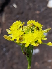 Bulbine capitata