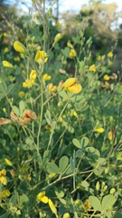 Baptisia lecontei
