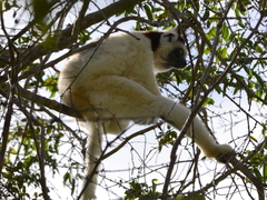 Propithecus verreauxi