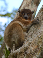 Lepilemur hubbardorum