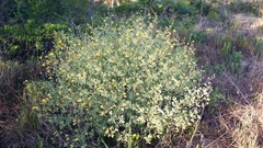 Baptisia lecontei