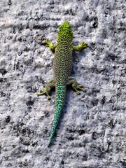 Phelsuma standingi