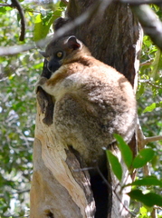 Lepilemur hubbardorum