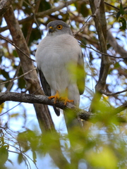 Accipiter francesiae