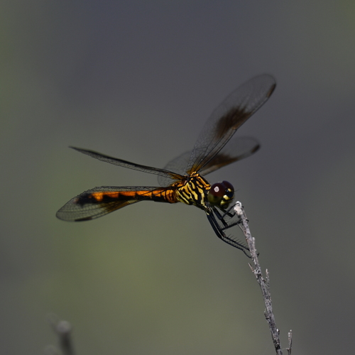 Seaside Dragonlet photo 3