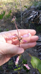 Penstemon australis