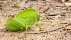Teratodes monticollis