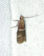 Moodna ostrinella