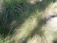 Festuca subuliflora