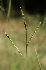 Paspalum floridanum