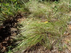 Festuca subuliflora