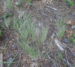 Festuca subuliflora