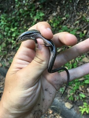 Plestiodon septentrionalis