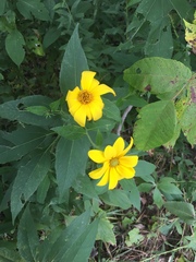 Helianthus tuberosus