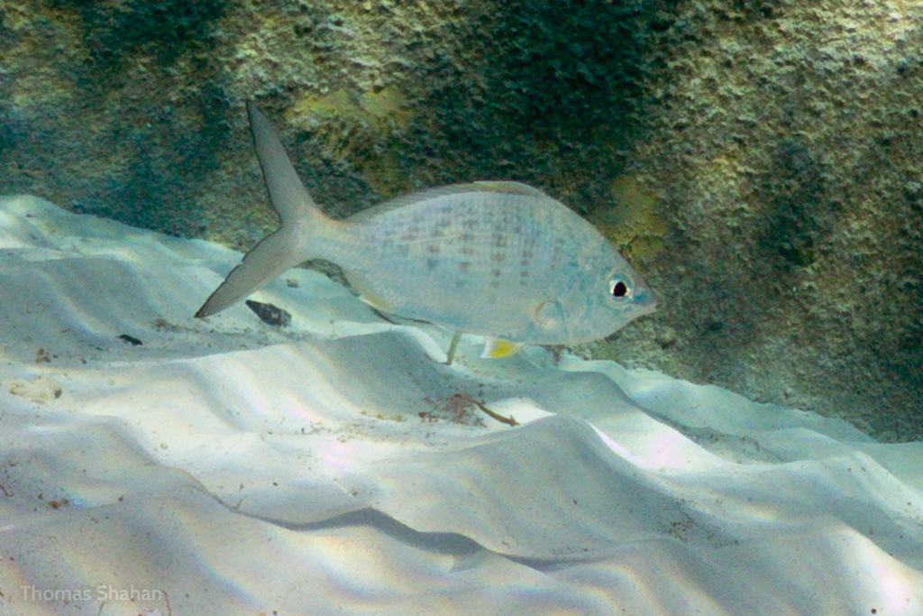 Yellowfin mojarra (Gerres cinereus) — Gerreidae