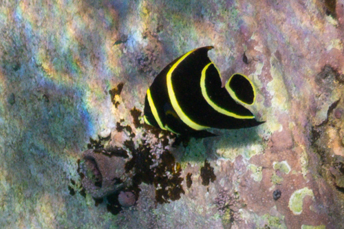 Photo of French angelfish (Pomacanthus paru)
