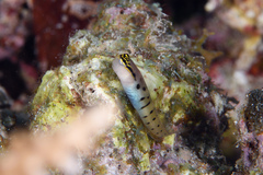 Randall's Coralblenny photo 2